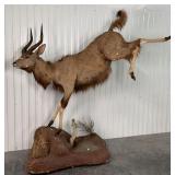 Taxidermy Nyala Full Mount