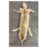 Coyote Fur Hide Rug, Full Body Pelt, 54 x 24