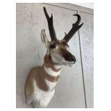Pronghorn Antelope Shoulder Mount, 11" Horns