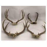 Natural Wildlife Deer Antlers & Pronghorn Collection