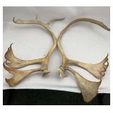 Caribou Antlers