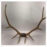 Elk Antlers