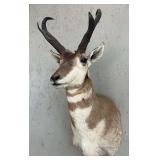 Pronghorn Antelope Shoulder Mount, 9.5" Horns