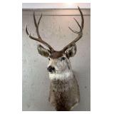 4x4 Mule Deer Shoulder Mount, 21" Wide Rack