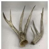 Unique Deer Antlers