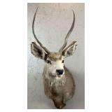 Spike Mule Deer Shoulder Mount, Tall Antlers