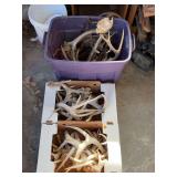 Large Assortment of White-tailed Deer Antlers in Boxes and Tote