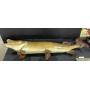 Taxidermy Canadian Muskie Wall Mount.
