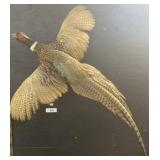Taxidermy Ring-Necked Pheasant Wall Mount.