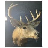 Taxidermy Buck Wall Mount,