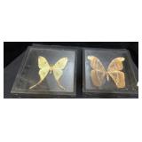 Framed Moths.