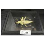 Framed/ Preserved Insect.