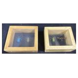 Framed & Preserved Insects.