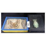 Preserved Insects- Moths, Leaf Bug.