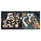 Various Seashells.