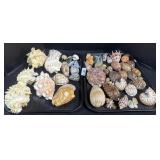 Various Seashells.