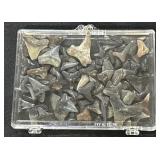 Shark Teeth.