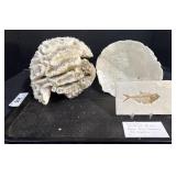 Brain Coral Fossil, White Cup Coral, Diplomystus