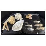 Bordner Coral, 6 Venus Comb Murex Shells.