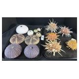 5 Thorny Oysters, 9 Sea Urchin Shells.