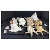 Murex Ramosus Seashells, Chiragra Spider Shells.