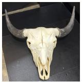 Bison Skull.
