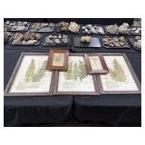 Framed Botanical Specimens.