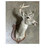 8-Point Taxidermy Buck Head Mount.