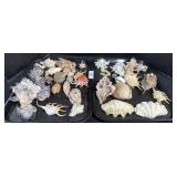 Various Seashells.