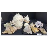 Various Seashells.