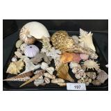 Beautiful Seashell Collection.