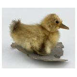 Taxidermy Duckling.