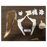 Various Animal Bones, Deer Jaws & Deer Tail.
