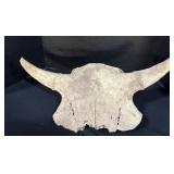 Early Bison Skull.
