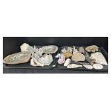 2 Trays Of Various Sea Shells & Coral. 2 Trays Of Various Sea Shells & Coral.