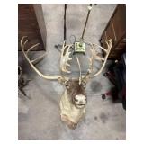 Large Taxidermy Caribou.