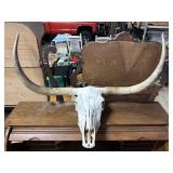 Texas Longhorn Skull European Mount.