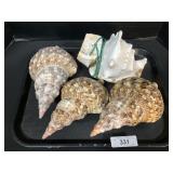 Large Conch Shells & Lamp.