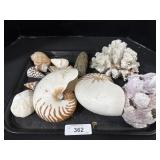 Assortment Of Seashells.
