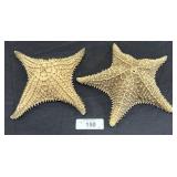 4 Armed & 5 Armed Starfish.