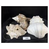 Lot Of Seashells.