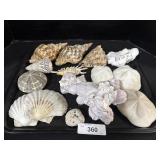 Lot Of Seashells.