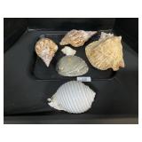 Large Conch & Abalone Shells.