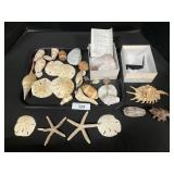 Sanddollars, Starfish, Seahorse, Shells, Incense.