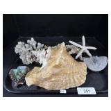 Bismuth Crystal & Psychopyge Trilobite Fossil.