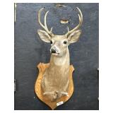 7-Point Taxidermy Buck Head Mount.