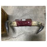 Mounted Bull Horns.