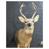 Taxidermy 8-Point Buck Head Mount.