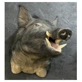 Taxidermy Boar Head Mount.