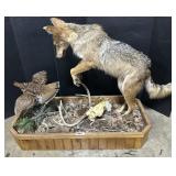 Coyote & Grouse Taxidermy Mount.